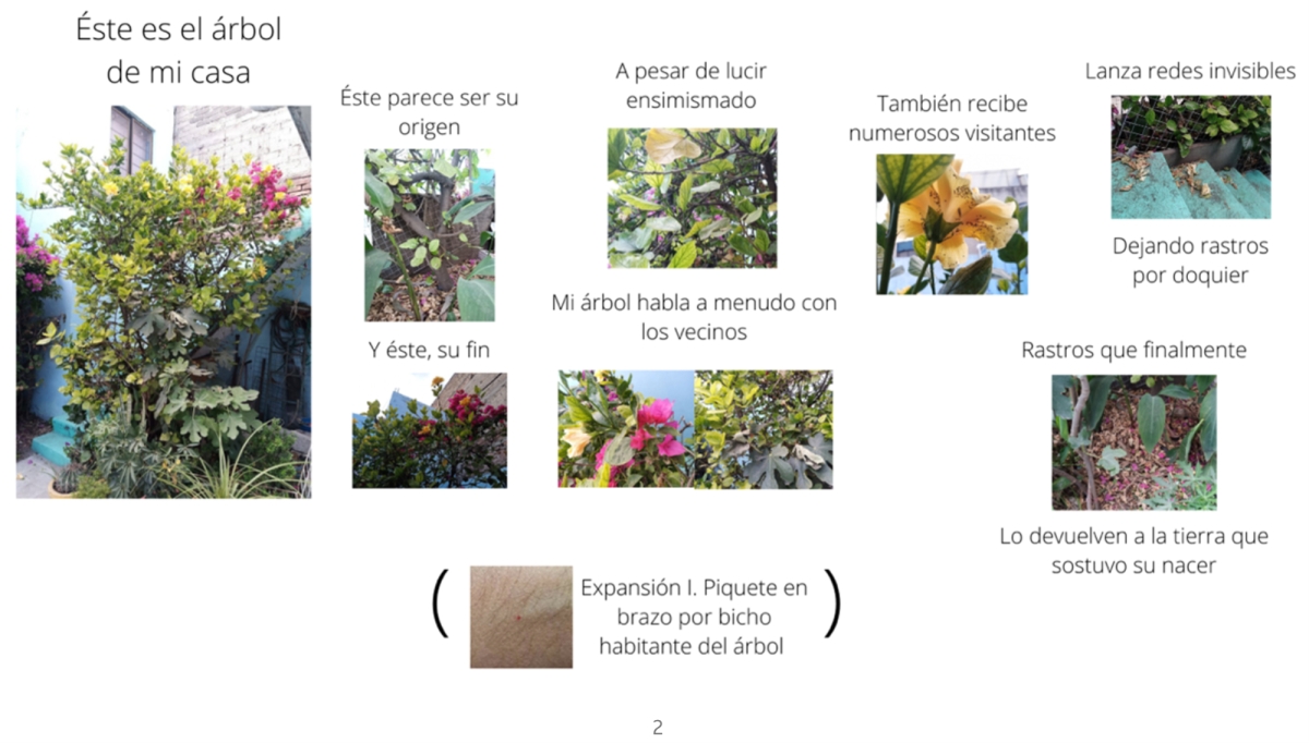Various images of trees and branches, with captions