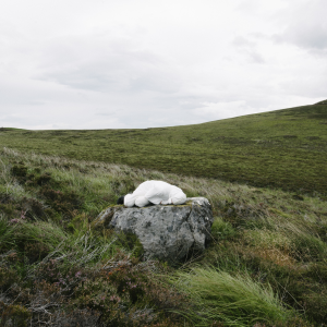 Breathing into the Ecological Trauma: The Case of Gruinard Island‘